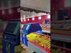 Farmrob 99,8% de precisão Contador de ovos inteligente 25W 220V 50HZ ISO9001 aprovado