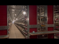 Sistema de gaiolas de frango de camada H totalmente automático resistente à corrosão