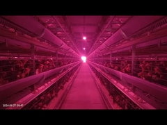 1800×600×450mm Tipo H Bateria de aves de capoeira sistema de gaiola baixa taxa de quebra de ovos para a criação em camadas