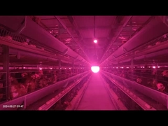 Sistema de alimentação de aves de capoeira com baixa taxa de avaria Controle exato para a criação de galinhas pullet