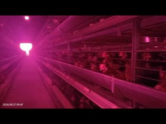 Sistema automático de remoção de esterco de aves de capoeira de grande espaço