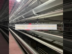 Ambiente confortável para o sistema de gaiolas de galinha de camada Mortalidade baixa