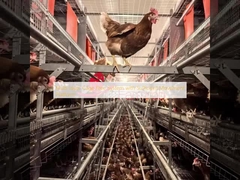 Sistema Livre de Gaiolas de Múltiplas Camadas com Plataforma de Movimento Suficiente