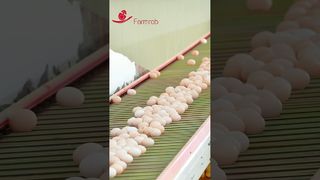 Robô agrícola | Sistema estável de coleta de ovos projetado e produzido pela Farmrob #poultryfarm #chicken