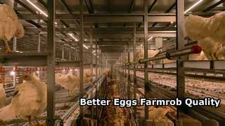 3-farmrob-cage-free