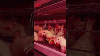 Robô agrícola | A vida feliz das galinhas #avícola #fabricação #