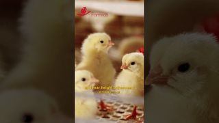 Robô agrícola | Sistemas automáticos de alimentação e bebedouro para frangas #agricultura #fabricação #avícola