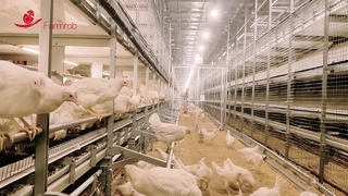 Sistema de bem-estar agrícola