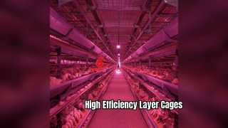 Sistema eficiente de gaiola de frango com camadas de 6 a 12 camadas